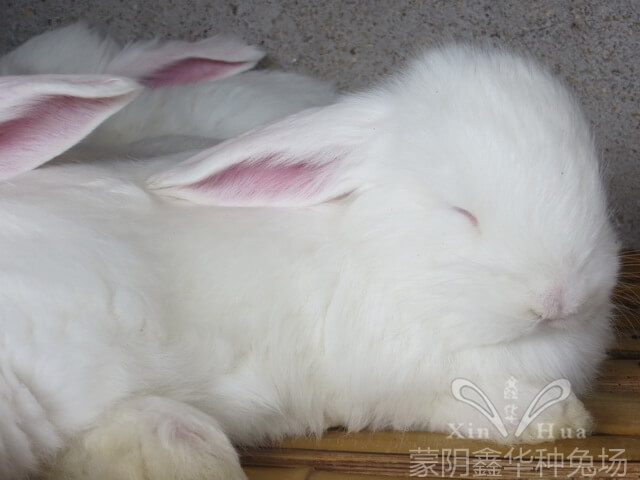長(zhǎng)毛種兔