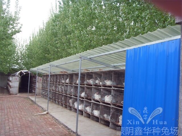 長(zhǎng)毛種兔