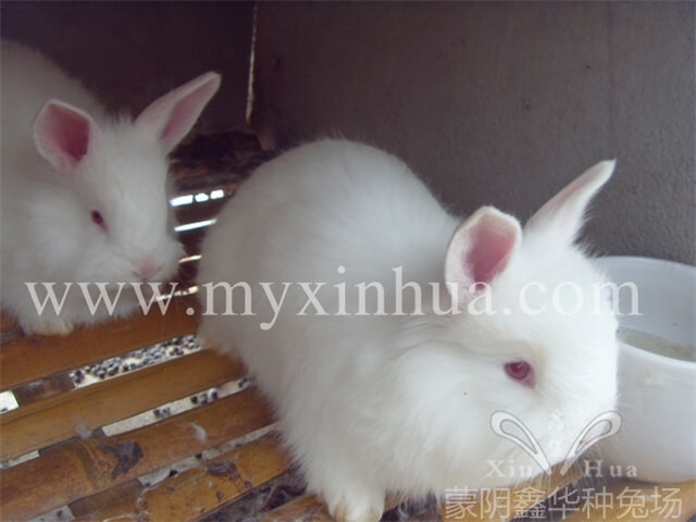 長(zhǎng)毛種兔