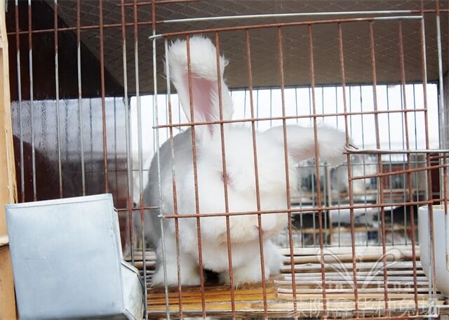 長毛兔養(yǎng)殖