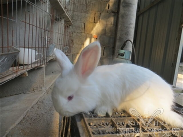 春季養(yǎng)兔子應該注意的事項！