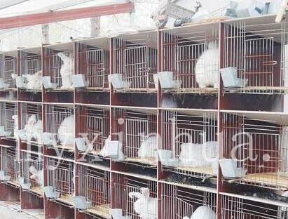 山東蒙陰鑫華種兔場網站正式開通，歡迎新老客戶光臨指導