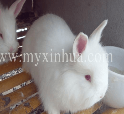 簡(jiǎn)單了解下兔子的喂養(yǎng)事項(xiàng)