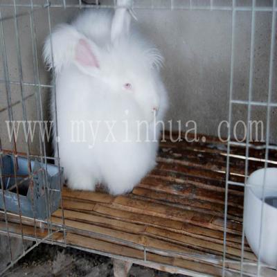 兔舍怎么建造對兔子養殖好呢？