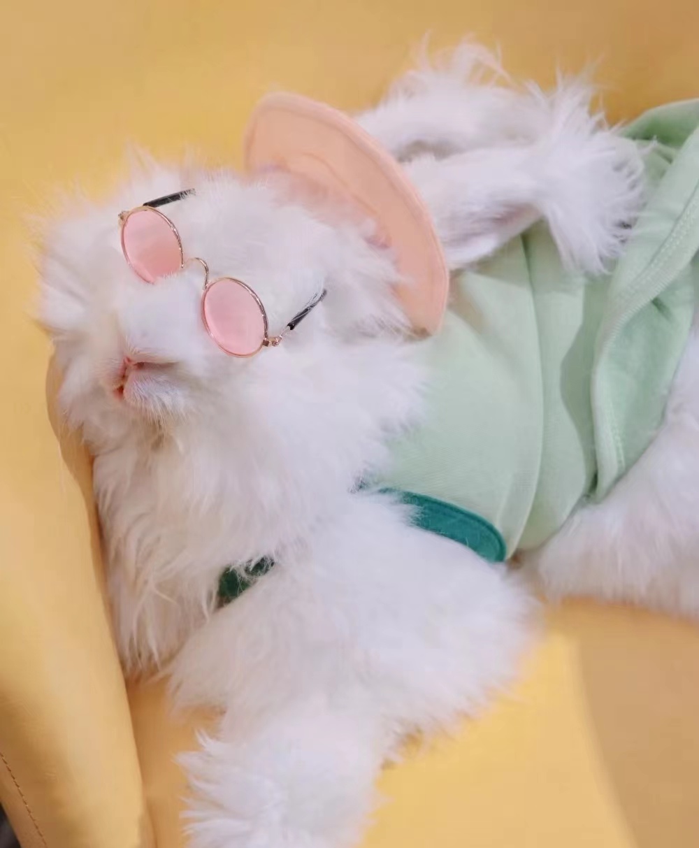 長(zhǎng)毛兔喜愛(ài)的食物及營(yíng)養(yǎng)需求