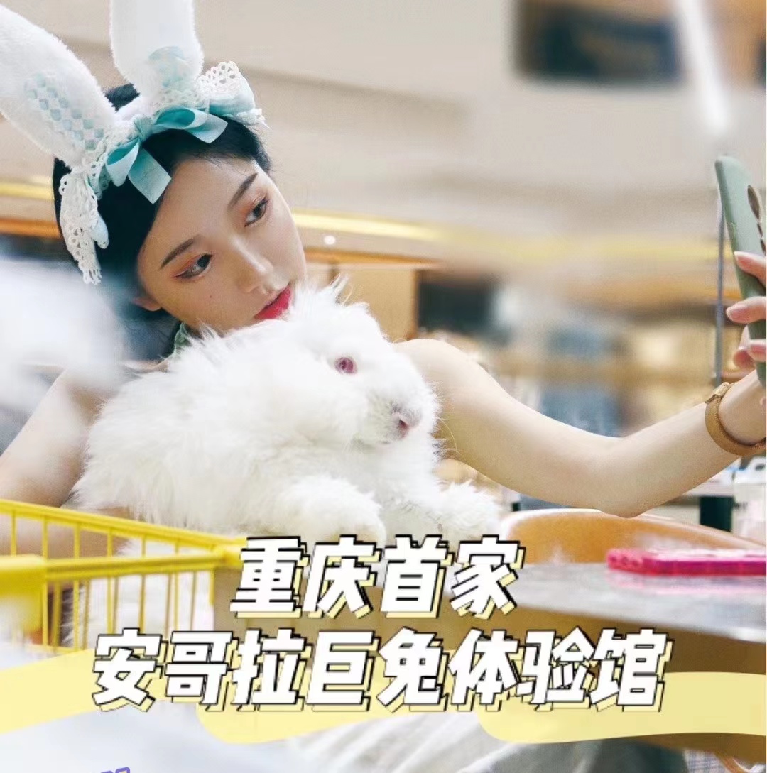 長毛兔養殖不在難，從品種到養殖期限到飼料選擇都有本可依